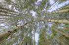 USA-Colorado-Gunnison National Forest Looking up at aspen trees Art Print
